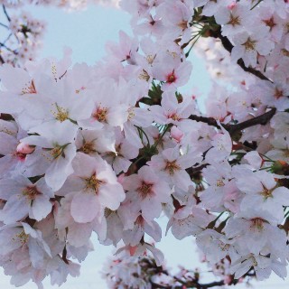 桜に　kokoro　満たされる　